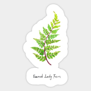 eared lady fern watercolor Sticker